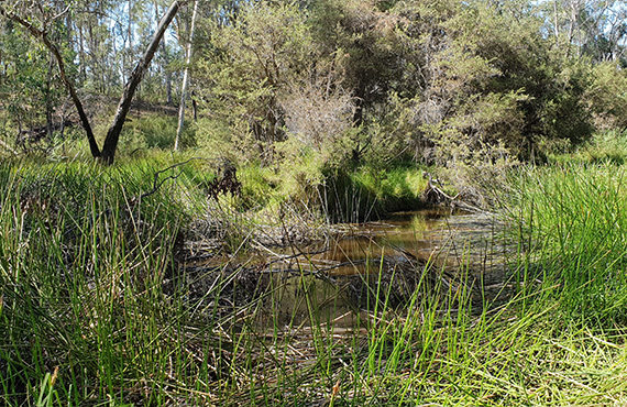 Southern Pygmy Perch habitat in the Murray River
