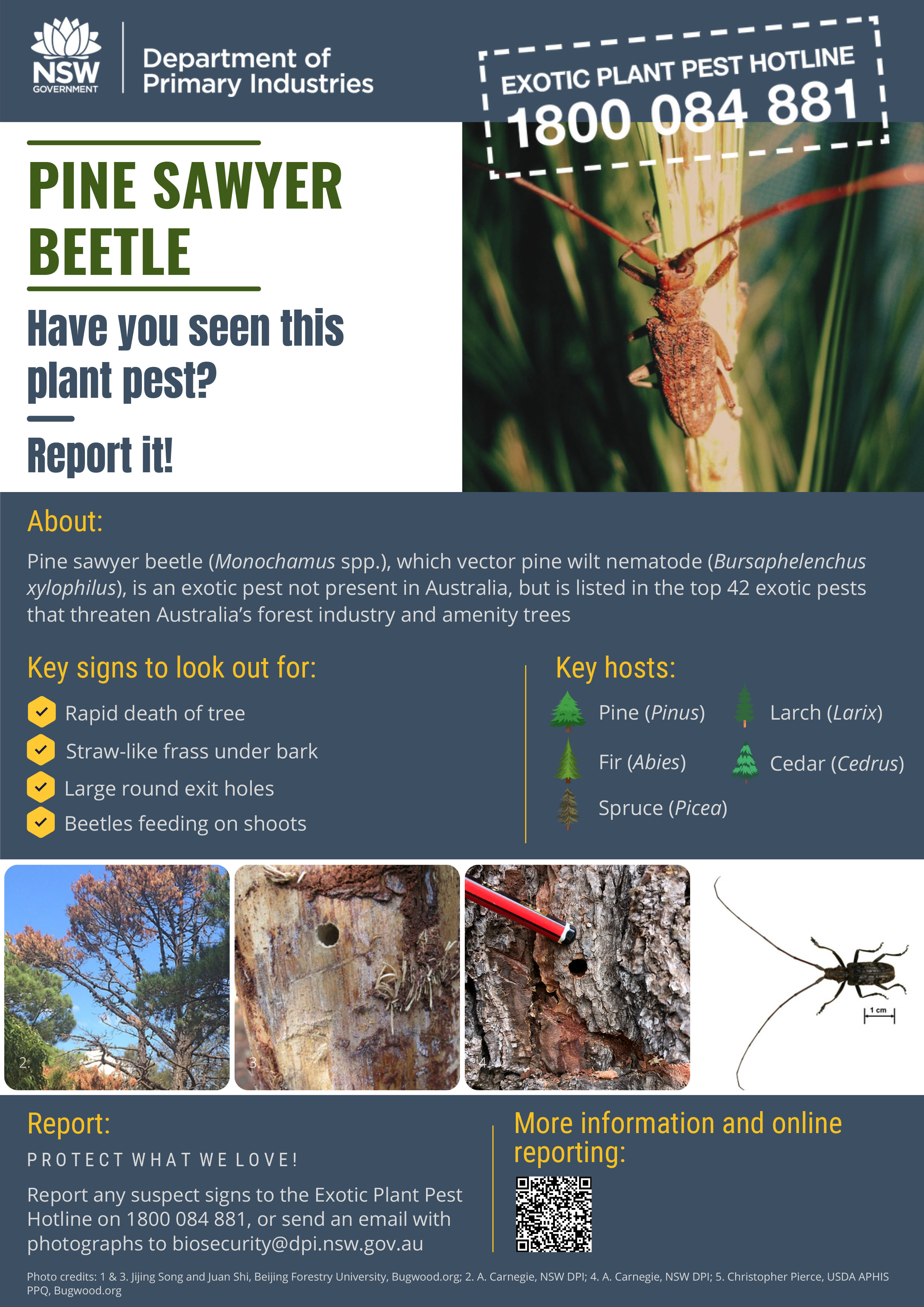 Pine sawyer beetle Factsheet