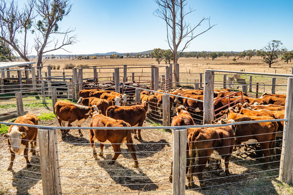 Cattle in a yard