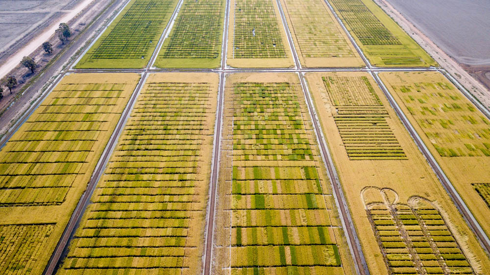 Rice paddy from the air