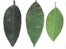 Nitrogen deficient leaves