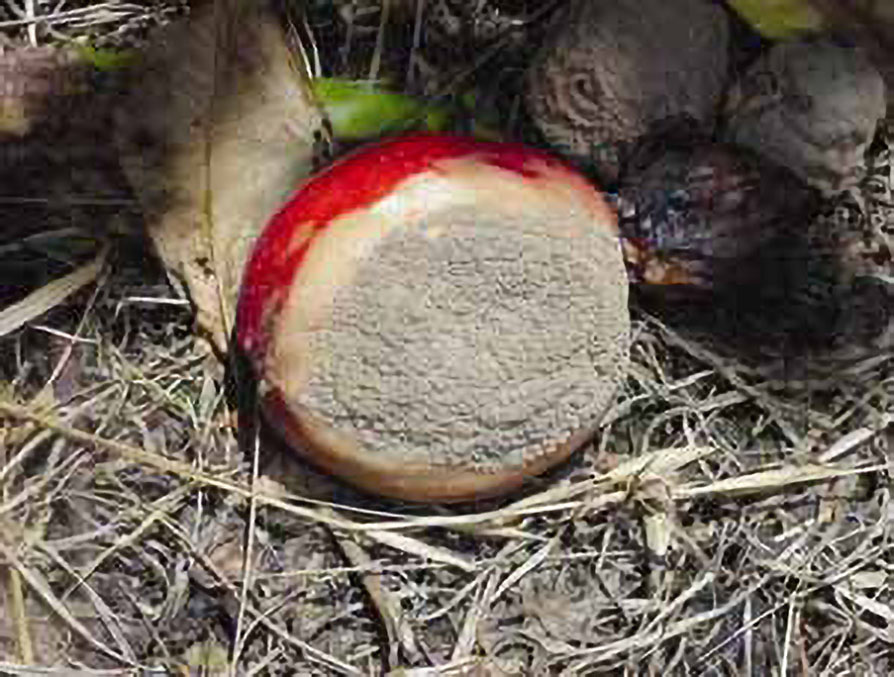 Figure 3. Brown rot.