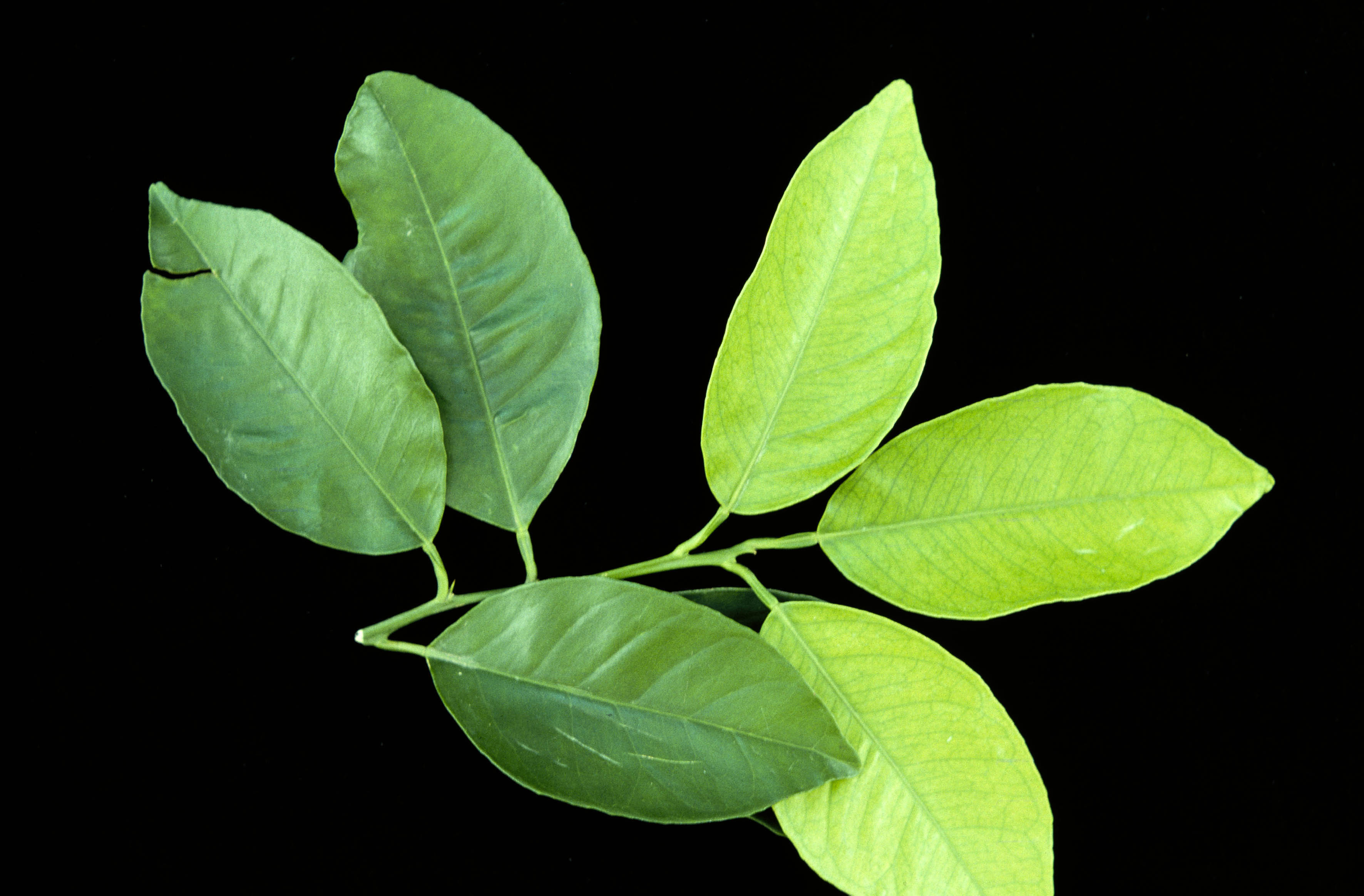 Figure 1. Iron deficiency in young citrus, showing light green to pale yellow leaves.