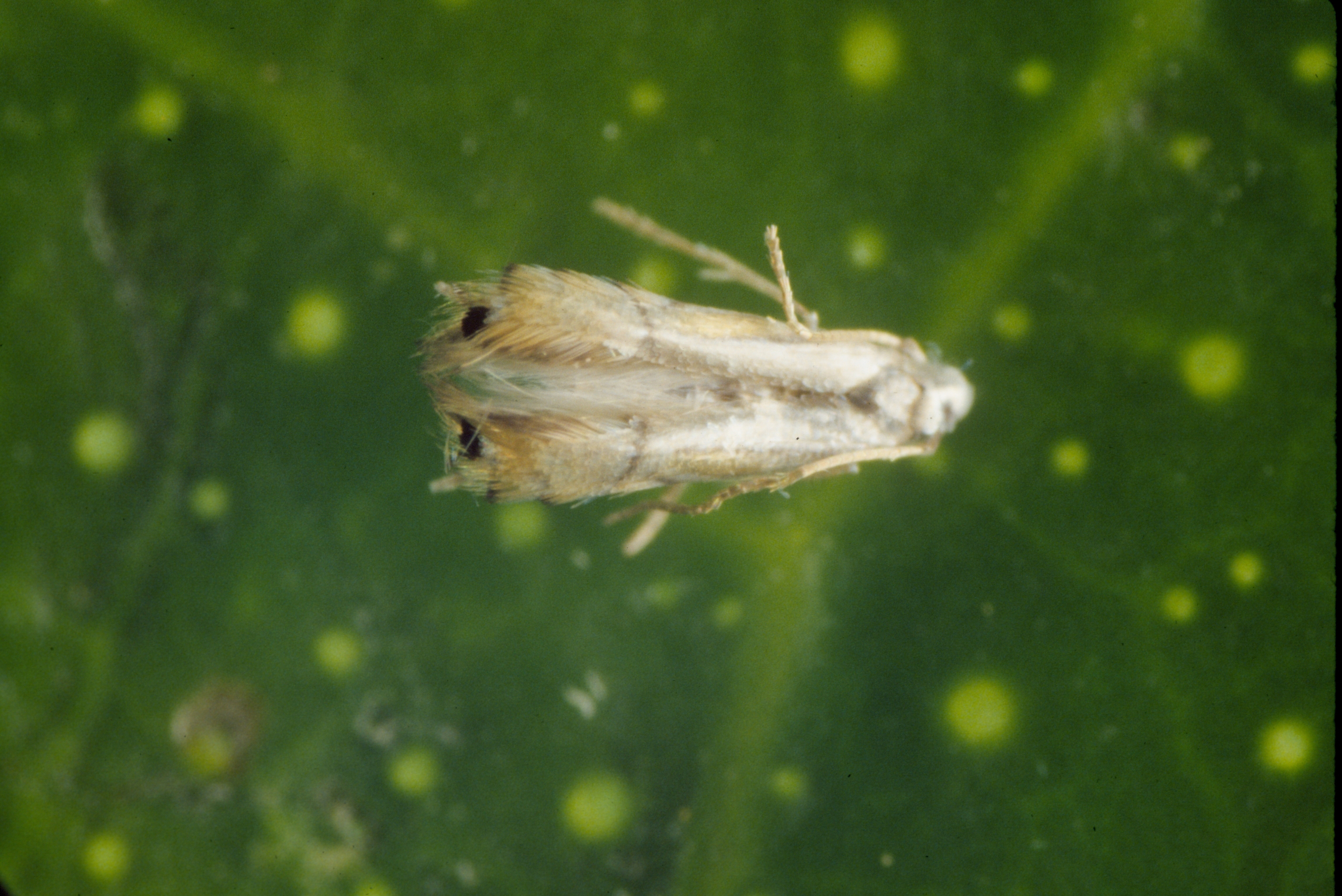 Figure 3. Citrus leaf miner (Phyllocnistis citrella) adult. Photo: JW Lotz, Florida Department of Agriculture and Consumer Services, Bugwood.org.