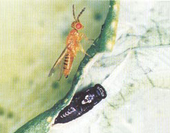 Figure 12. Cirrospilus quadristriatus adult female (top) and pupa.