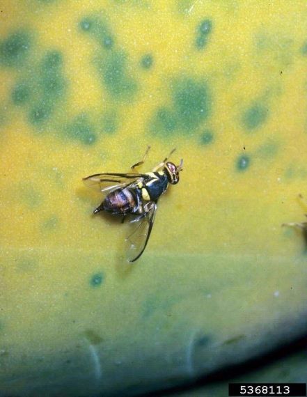 Black and yellow fly on a yellow and green fruit