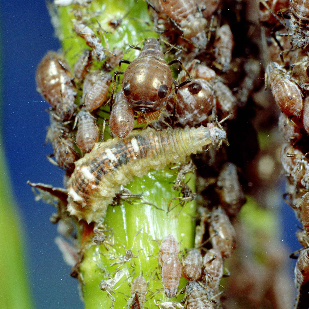 Figure 20. Simosyrphus grandicornis larva feeding on aphids. Photo: Clemson University, USDA Cooperative Extension Slide Series, Bugwood.org. 