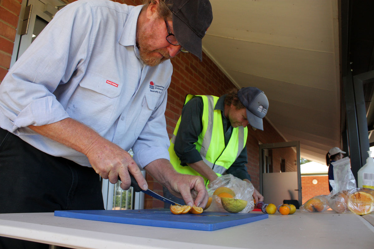 NSW Daryl Cooper_Max Brownlow Western LLS Broken Hill_inspecting Qfly infested fruit and larvae_Ex Shoo Fly_Dareton