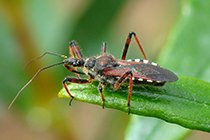 Figure 5. Assassin bug (Pristhesancus plagipennis) adult. Photo: Australian Insects Website.