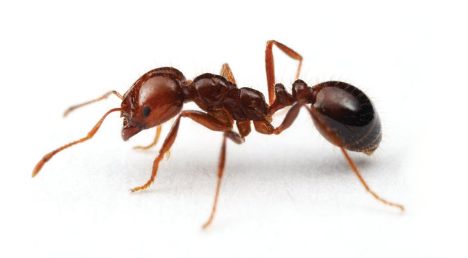 Red imported fire ant image 