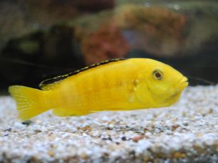 Yellow cichlid sitting on the bottom of a tank part hidden by gravel