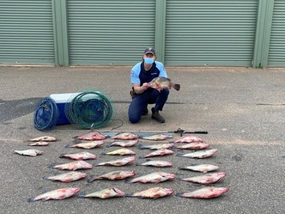 Fisheries officer with Golden Perch and other species seized from the lower Murray River