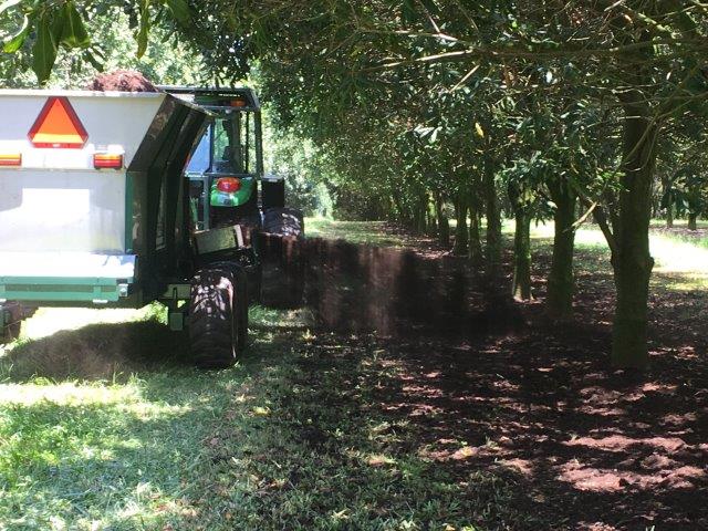 Machine sprays compost material on to trees in a macadamia orchard .
