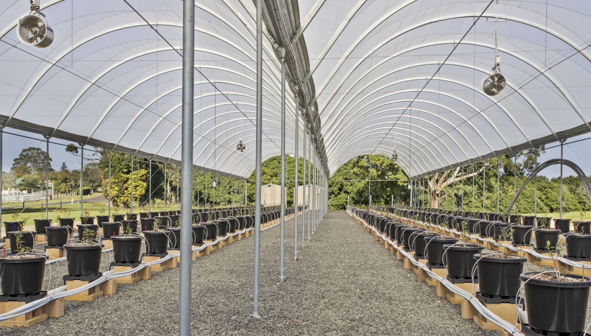 Rows of blueberry plants on either sides of metal poles at the centre of a long tunnel, with a roof made up of two curved fabric covers, and open sides.