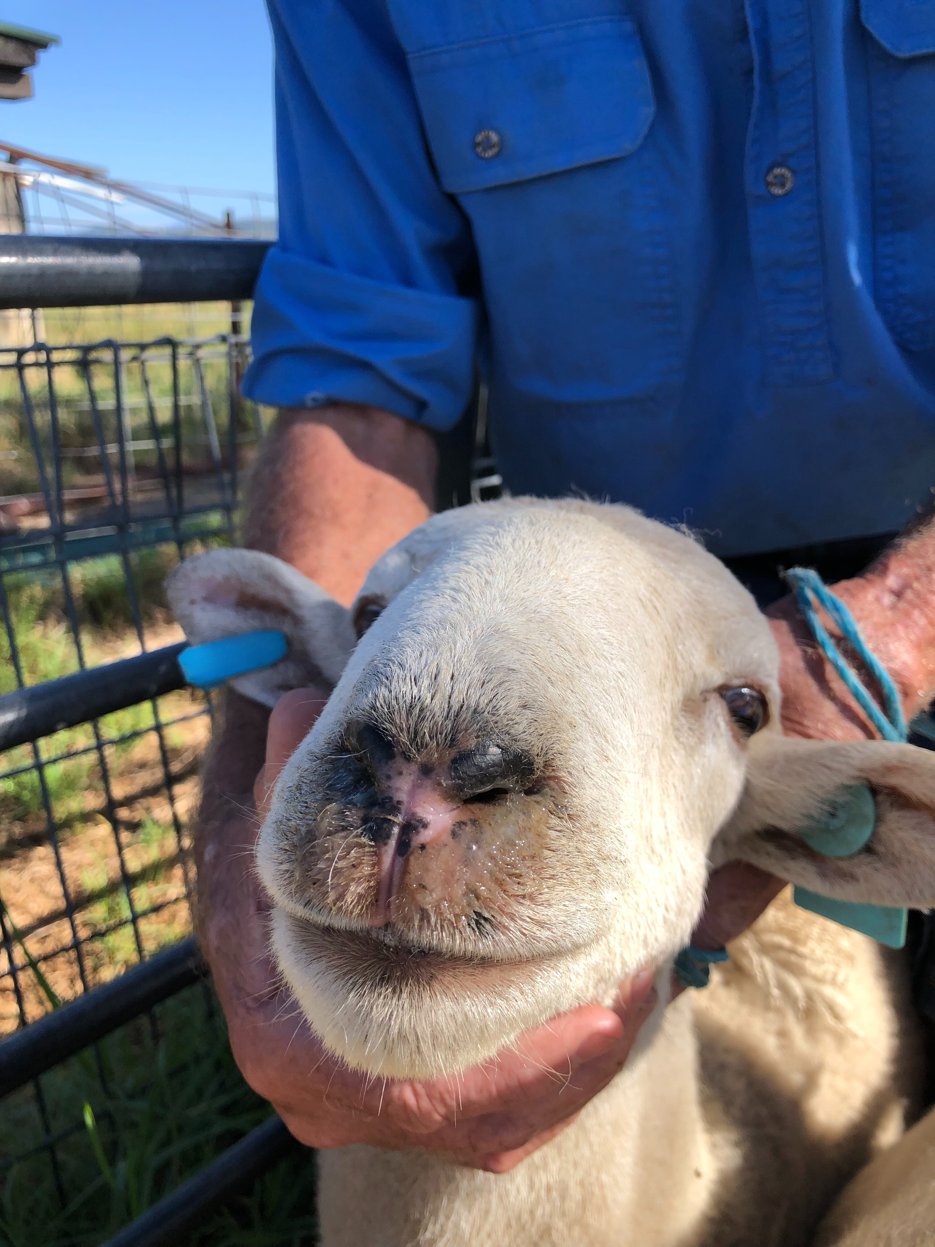 BTV face swelling in sheep