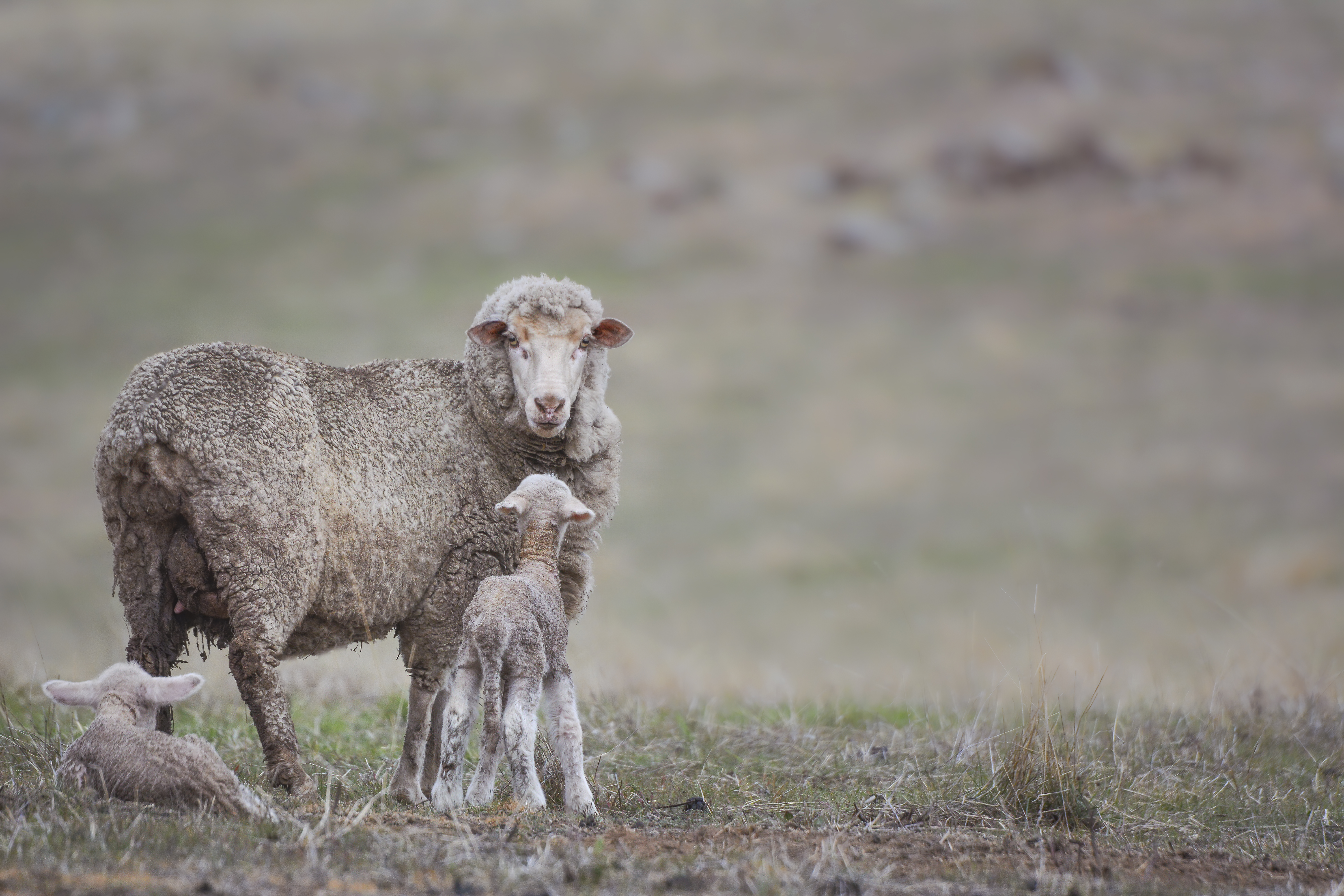 Sheep BTV Spotlight