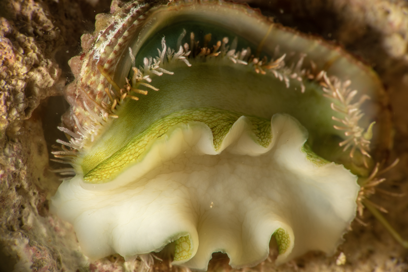 Foot, mantle and frilled epipodium of Haliotis rubiginosa