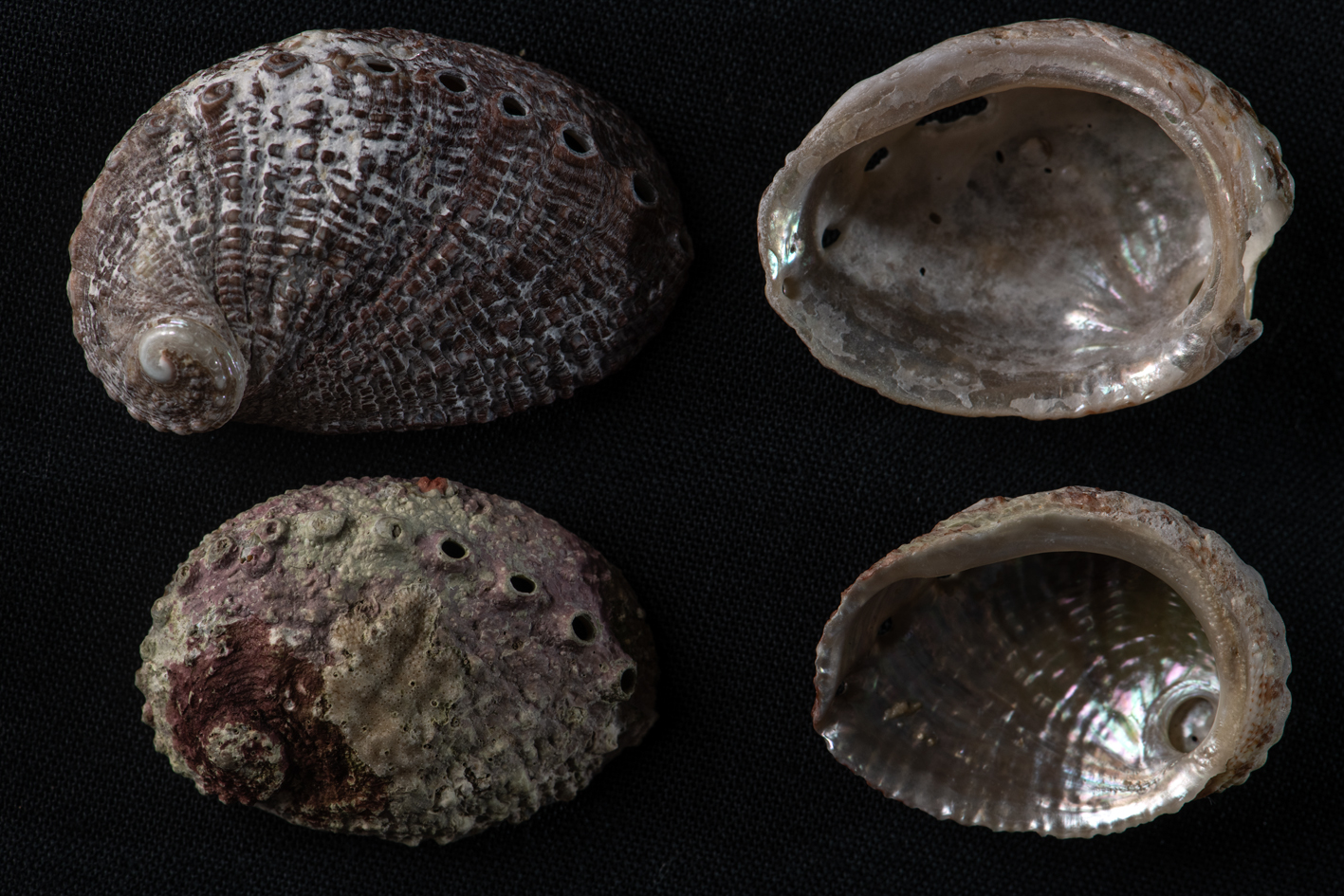 Shells of Haliotis rubiginosa. 