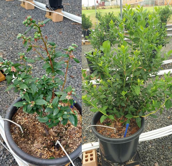 This image is made up of two photographs. On the left side is an image of a small blueberry plant in a pot. On the right side is a larger blueberry plant. 