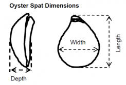 Graphic of oyster spat side on and top down showing the points that are measured between.