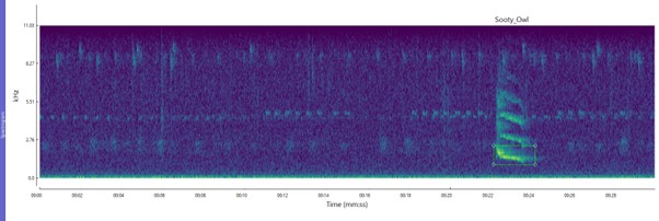 Greater Sooty Owl spectrogram image