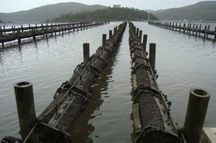 Looking down the middle of rows of oyster baskets in the Hawkesbury River