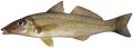 Sand Whiting