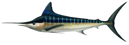 Marlin