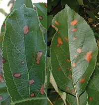 Alternaria leaf blotch on apple leaves