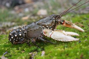 Murray crayfish