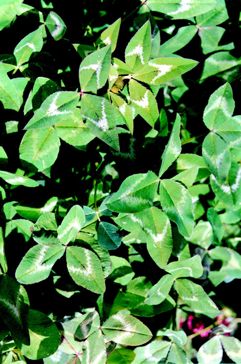 Arrow leaf clover