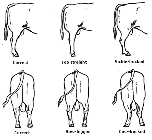 Various bull hind legs stances