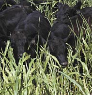 Angus cattle grazing sudax