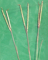 Bahia grass