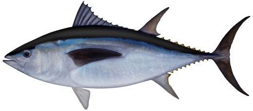 Southern Bluefin Tuna. Illustration: Pat Tully.