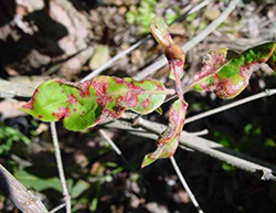 Leaves of turpentine with distorted edges due to severe myrtle rust infection