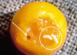 Surface of an orange with watery soaked appearance around a fruit fly larvae emergence hole and two larvae on the surface.