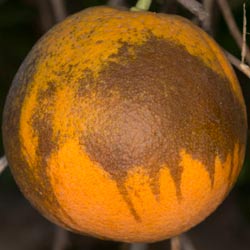 A photo of a citrus fruit with tear staining