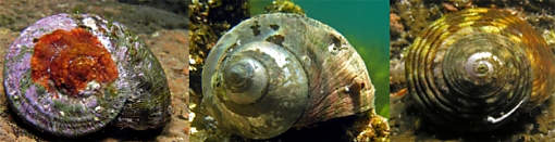 Turban shell species commonly taken in NSW