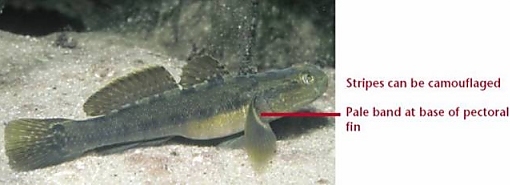Japanese goby