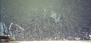 Fish congregating downstream of a closed floodgate