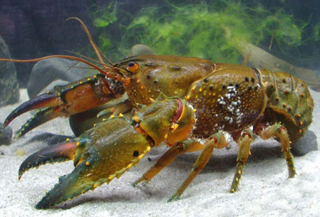 Fitzroy falls spiny crayfish. Photo: Rob McCormack