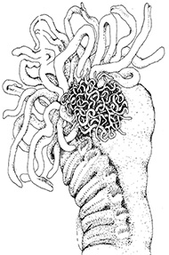 Sketch of the marine worm. Illustration by Pat Hutchings, Australian Museum. Sketch of the marine worm. Illustration by Pat Hutchings, Australian Museum.