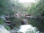 Macquarie perch habitat in Glenbrook Creek
