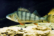 redfin perch