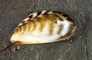 Black striped mussel