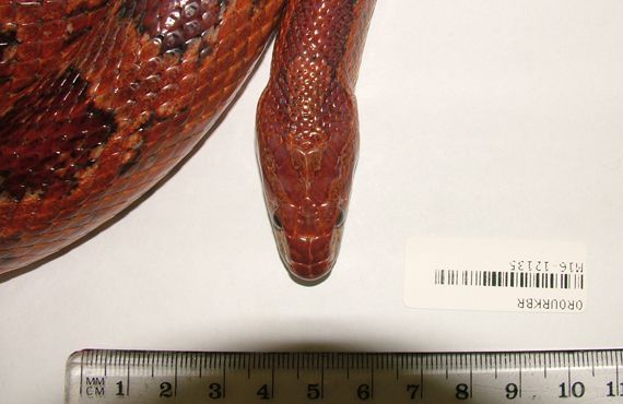 Head of larger American corn snake