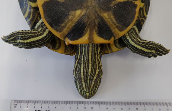 Red-eared slider turtle underside of head