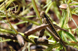 Locust hidden among field peas