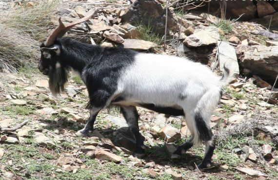 Feral goat